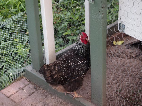 cute chicken/hen
