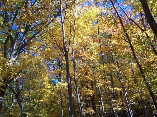 tallest tree in the world mn wi