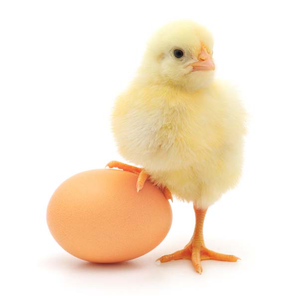 10 facts about chicken eggs for kids