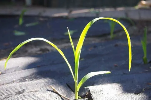 Early Spring Garden Care