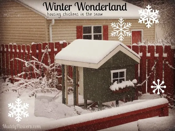 what to do with backyard urban chickens in the winter snow mn