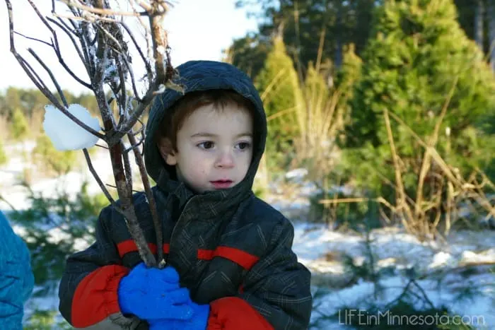 cutting down a christmas tree mn 2014