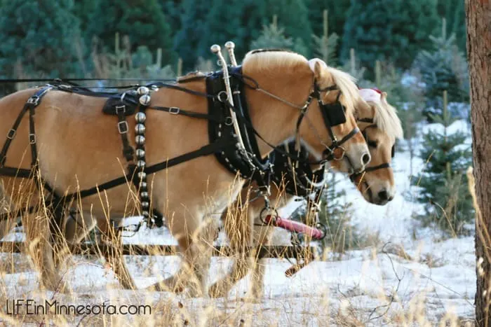 horse sled ride winter mn 2014 life in minnesota blog