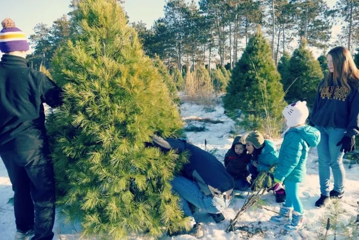 how to cut down a christmas tree farm 2014 tips locations mn blog