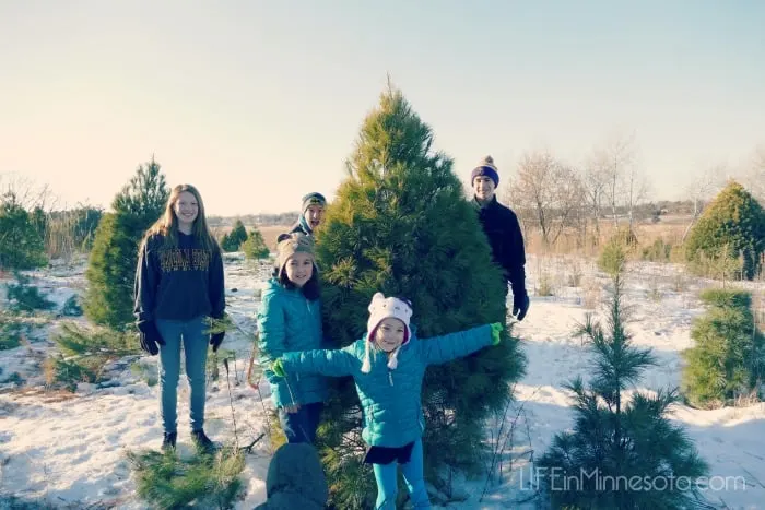 places ideas where to cut down christmas tree in mn twin cities farm 2014 best