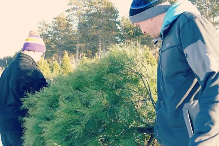 where to go to cut down christmas trees twin cities maple grove ramsey 2014 life in mn blog