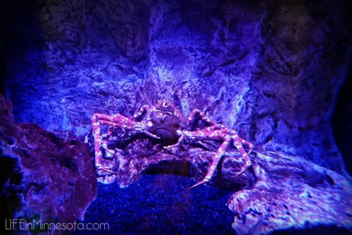 Don't be so crabby sea life moa review 2015