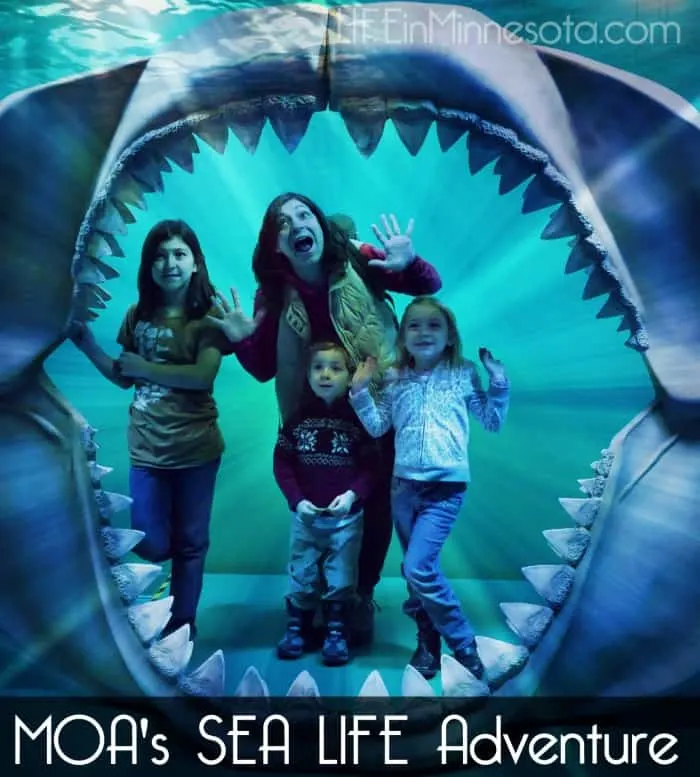 MOA Sea Life adventure review 2015 event life in mn blog
