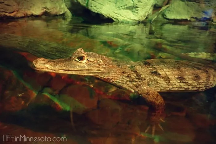 aligator small close up sea life mall of america trip with kids winter activites 2015