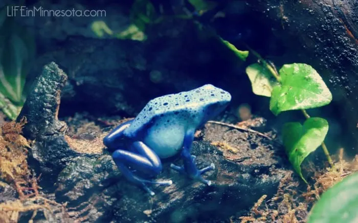 frog mall of america adventure trip with kids winter sea life review 2015