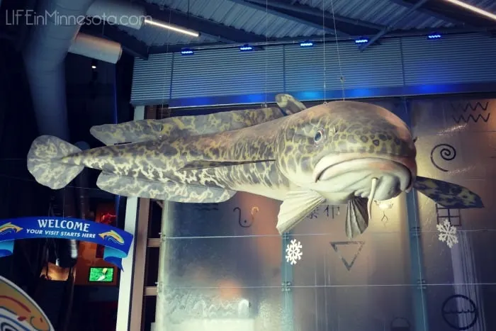 great lakes aquarium large fish review duluth winter trip with children