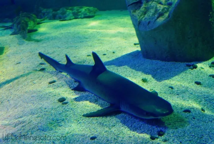 more sharks tank mall of america sea life 2015