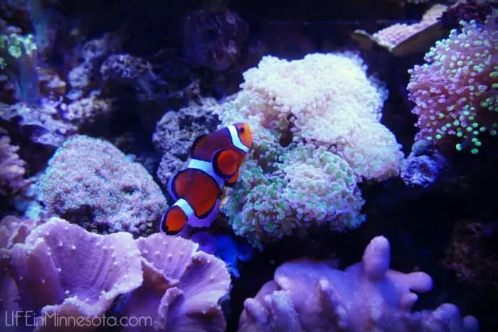 nemo clown fish sea life adventure 2015