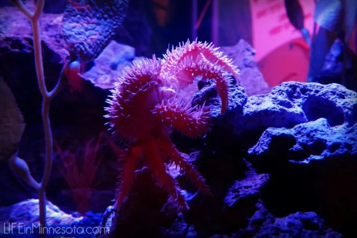 sea life world mall of america event with kids adventure review