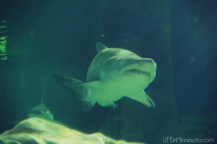 sharks under water tunnel sea life mall of america things to do with kids in the winter life in mn blog review 2015
