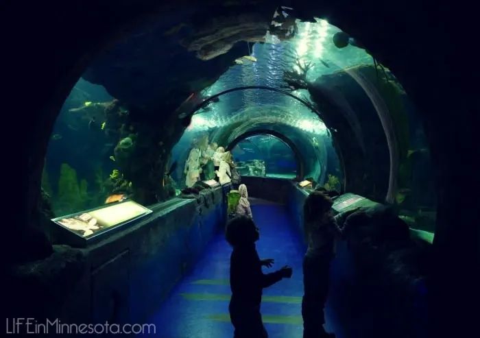 under water sea life tunnel review mall of america visit kids 2015