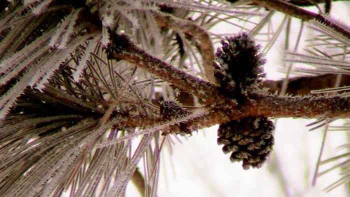 Shared By: Tammy Rutchasky "Frosty morning in Orr, Minnesota"