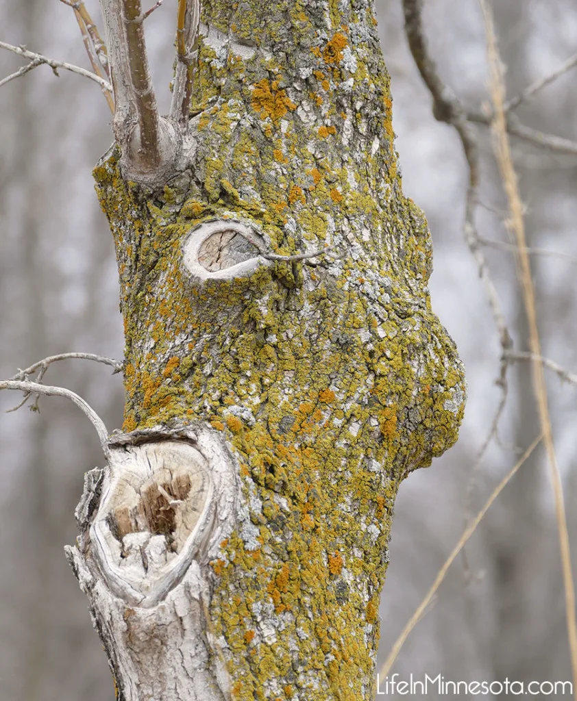 3 simple easy tips to outdoor photography REI class mn