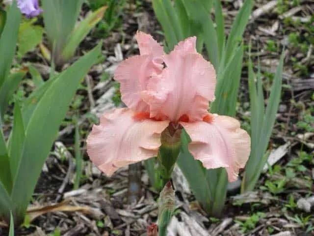 Shared by: Lynn Welter Miller "I took this last spring at the Minnesota Arboretum."