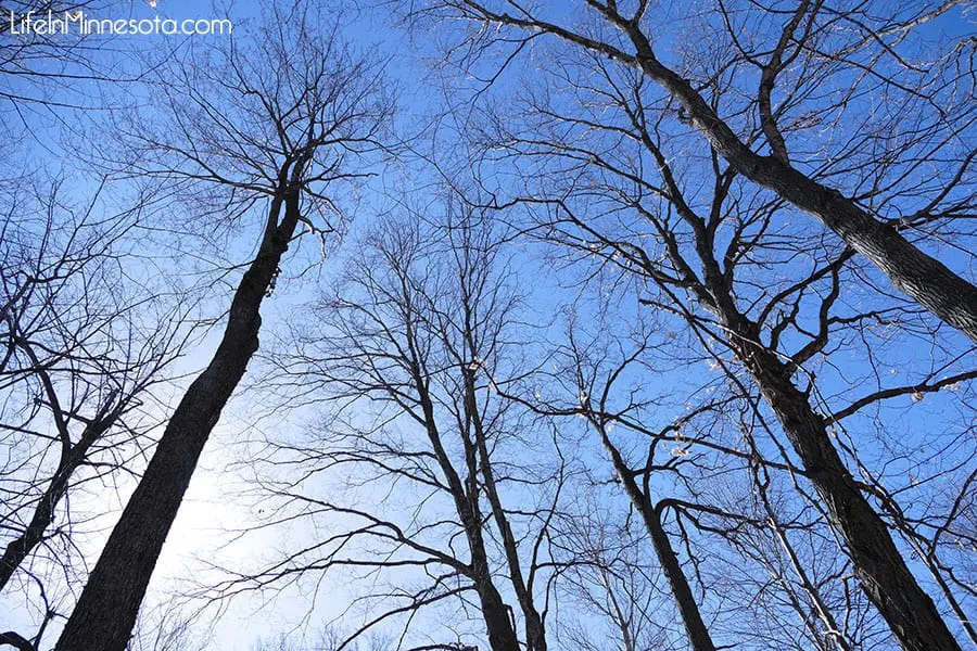 Tall trees