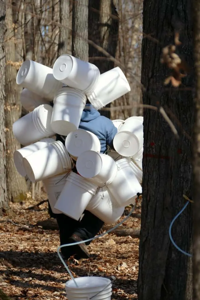 buckets maple syrup day mora mn tapping homemade