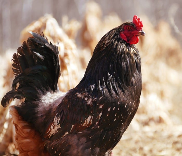 farm chicken hen rooster lay eggs mora minnesota