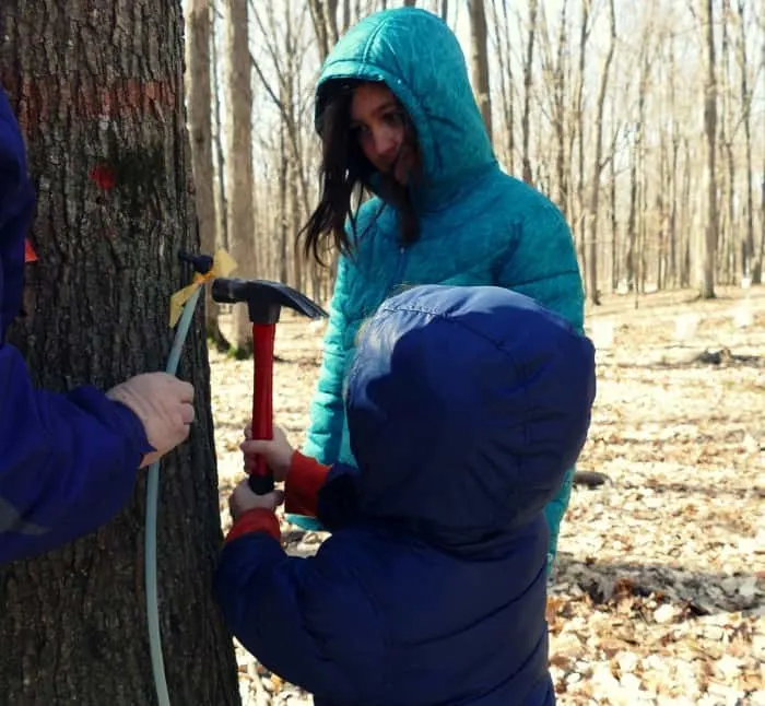 how to sap a maple tree syrup tips mn