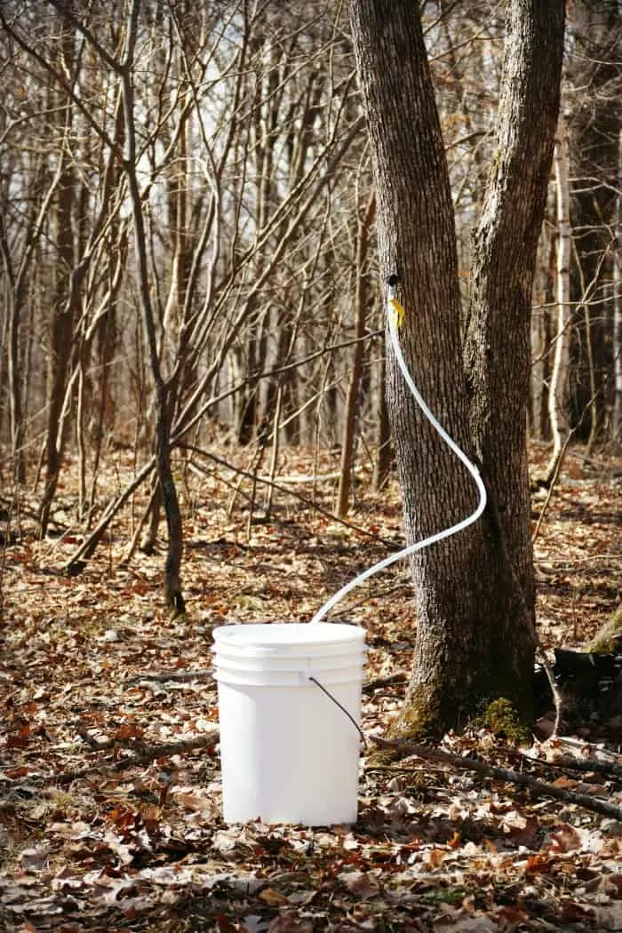 how to tap maple trees at home easy sapsucker farms mn