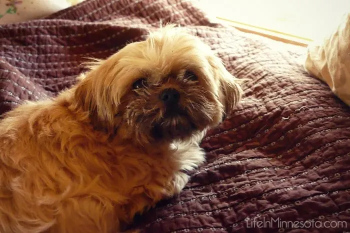 pet friendly tiny house plans how to keep pets in small spaces ideas