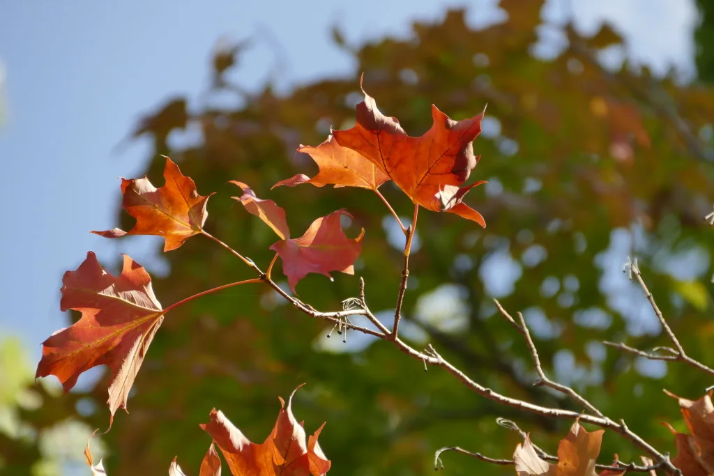 20 great places for fall leaves mn