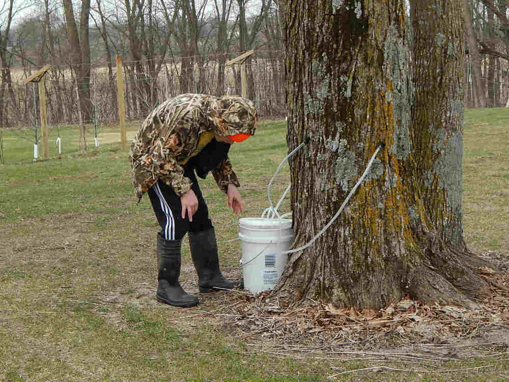 Making Maple Syrup
