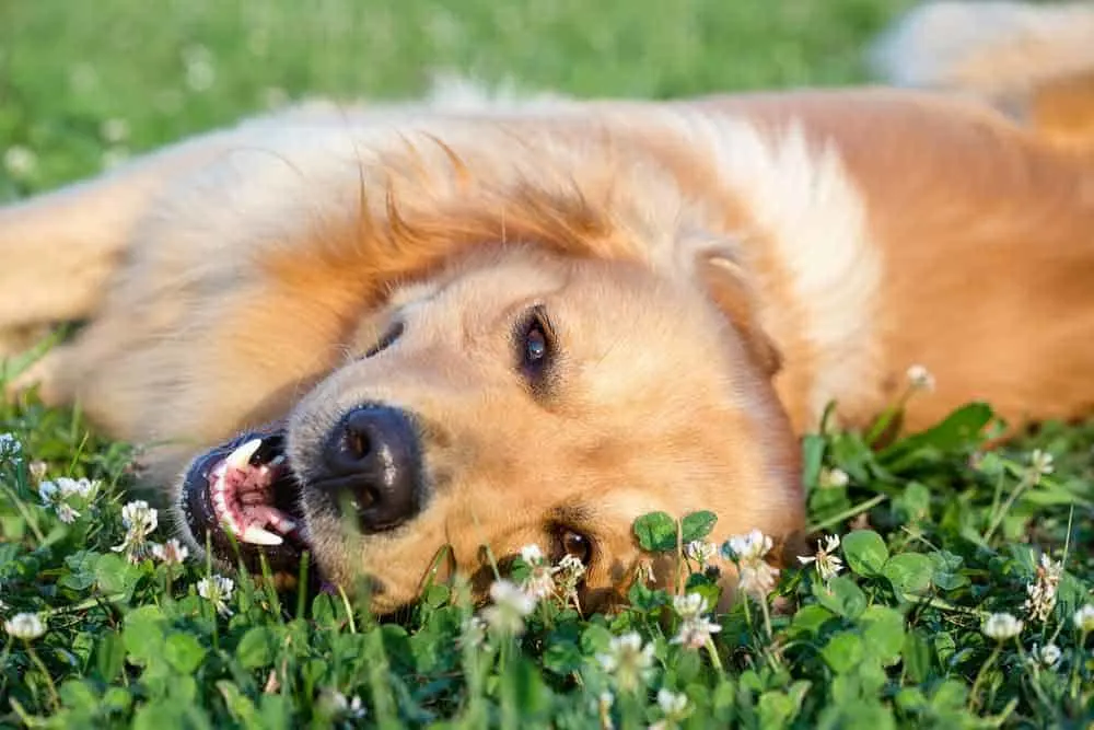 Golden Retriever Laying in Grass