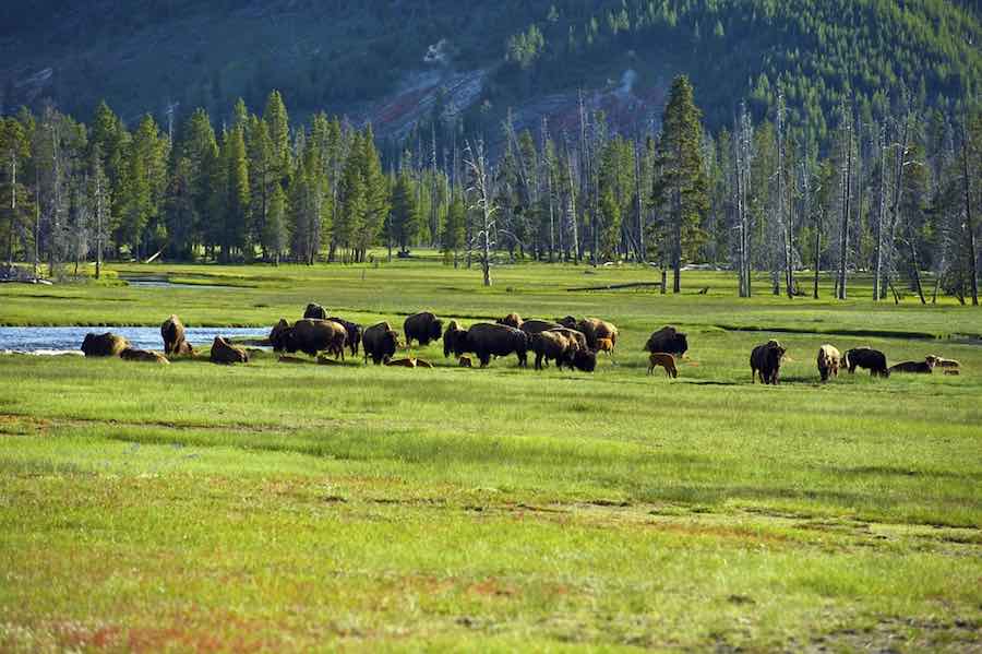 American Buffalo 
