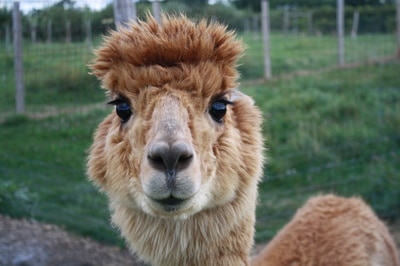 Alpaca at Apple Ridge Orchard