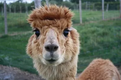 Alpaca at Apple Ridge Orchard
