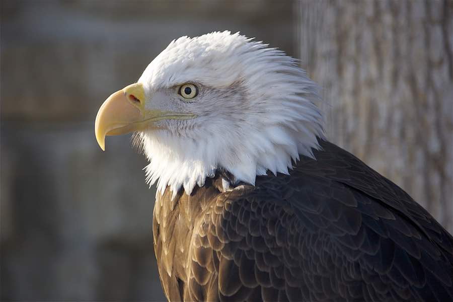 Bald Eagle at Zollman Zoo in Rochester MN