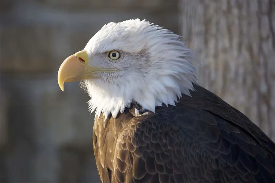 Bald Eagle at Zollman Zoo in Rochester MN