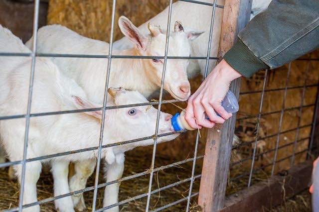 Goats at the Rochester Farmers Market