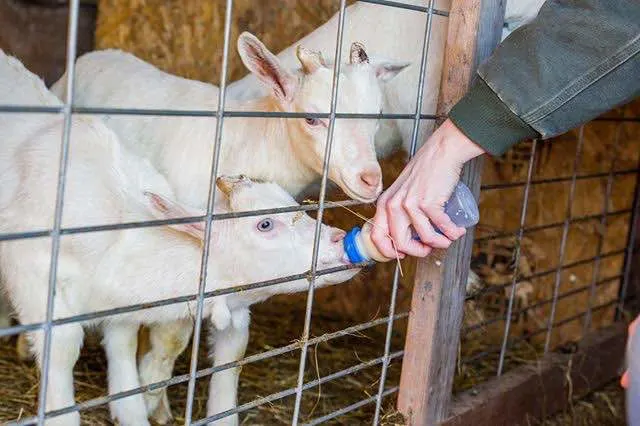 Goats at the Rochester Farmers Market
