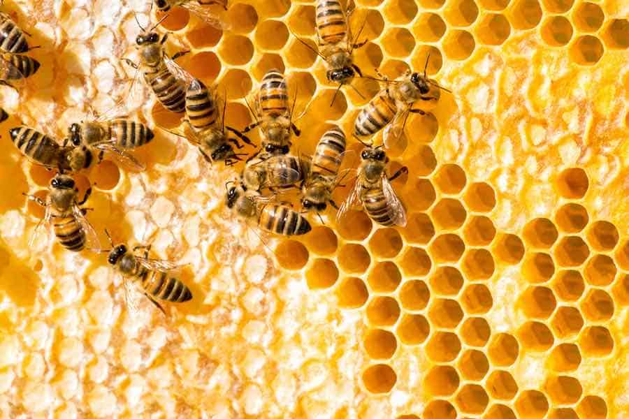 Honey Bees