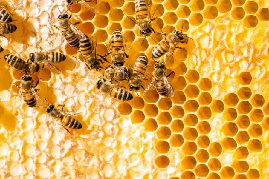 Honey Bees