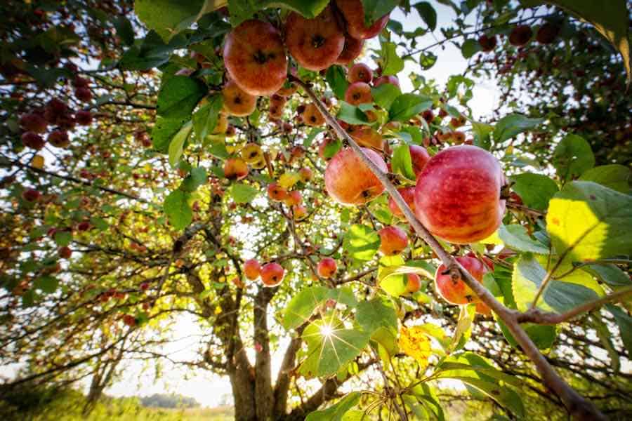 Minnesota Harvest Apple Orchard