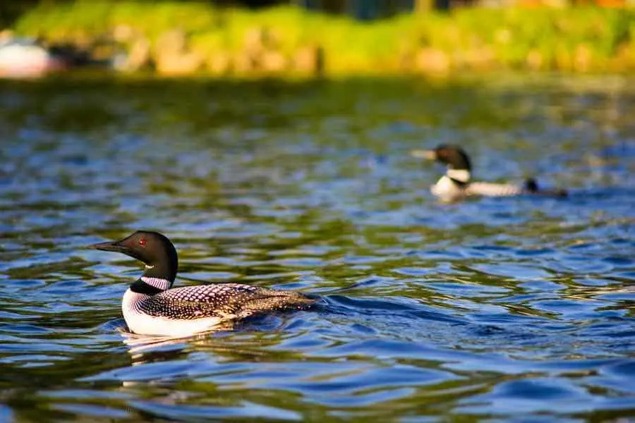 Loons swimming on a Minnesota lake.