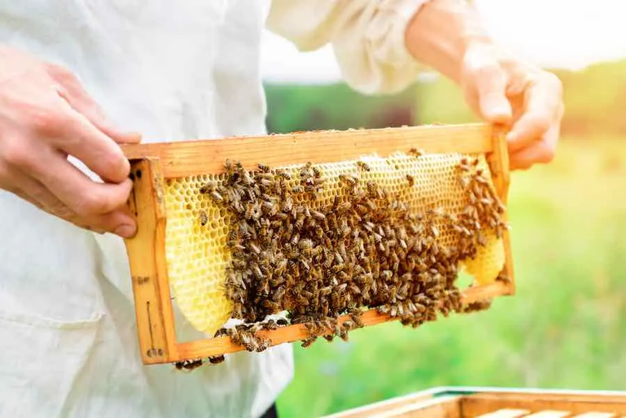 Honey Bee Hive