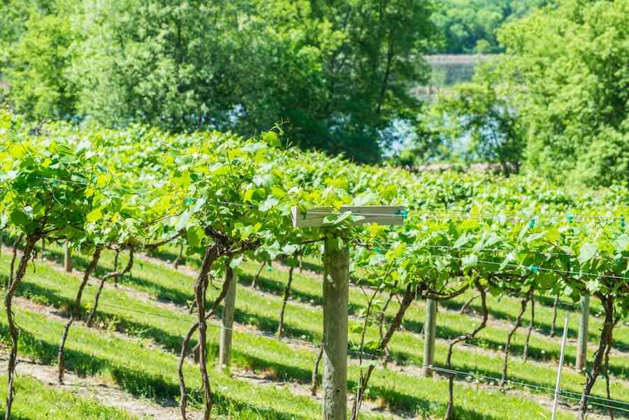 Best Minnesota Wineries