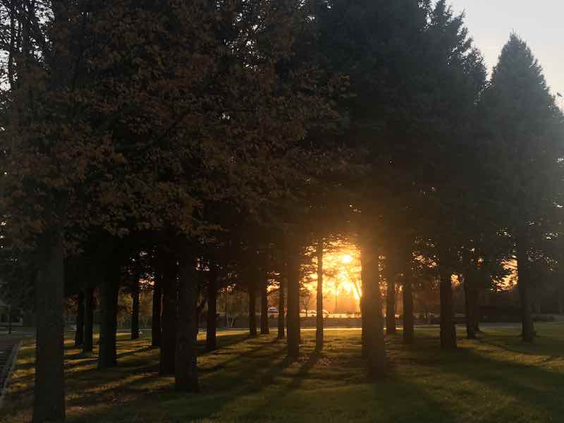 Things to do in Willmar MN - Trees in sunset.