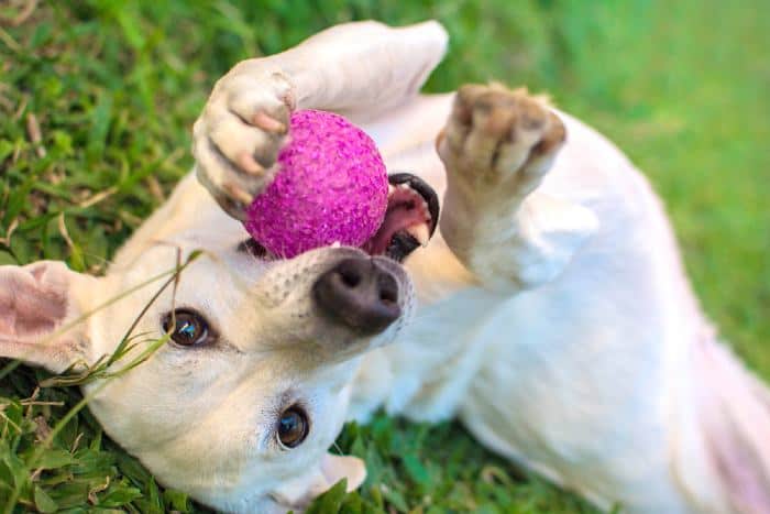 White Dog playing with pink ball