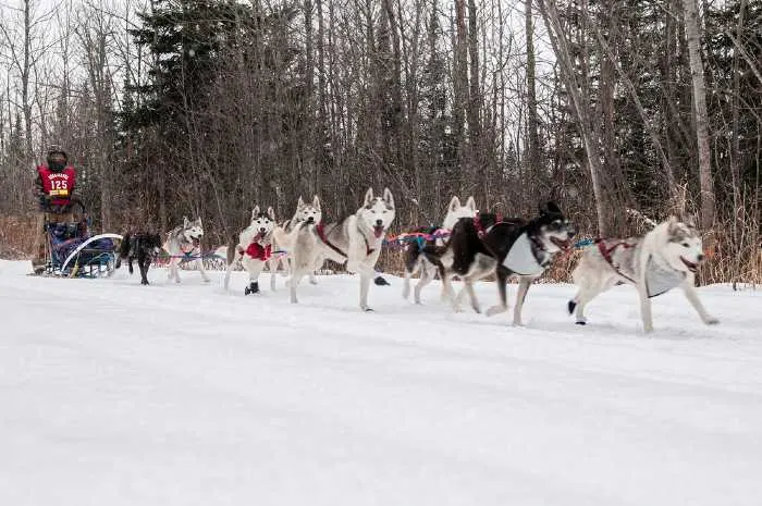 Dog-sled racer with a team of dogs