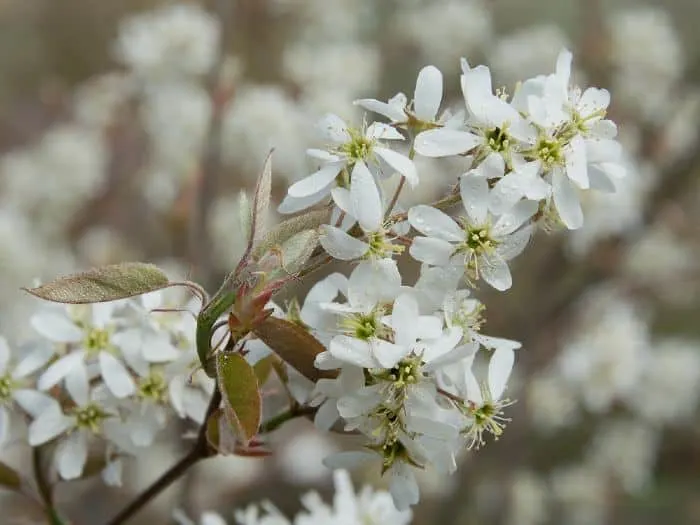 Flowering branch of a bush of serviceberry tree