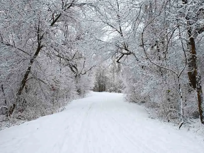 Ski trail in winter forest in Minnesota